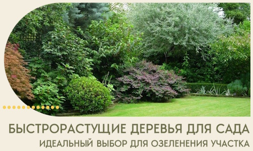 Быстрорастущие деревья для сада идеальный выбор в Волгодонске