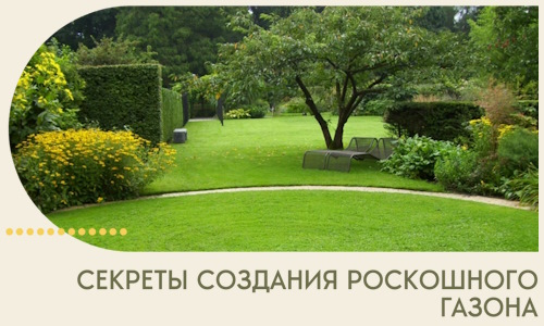 Секреты создания роскошного газона в Волгодонске