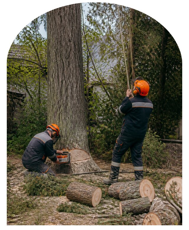 Спил деревьев в Волгодонске по цене от 7113 р. | Метпроект-Вгн